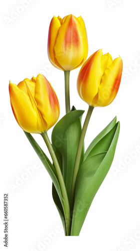 Bouquet of yellow-red tulips.