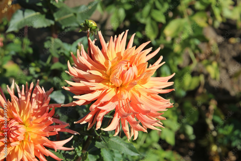 chrysanthemum chrysanthemum
