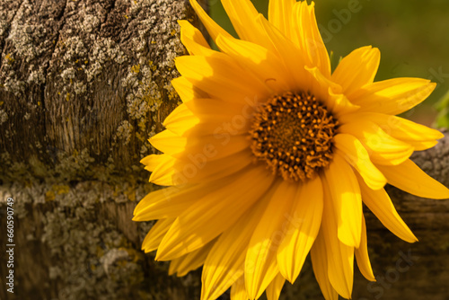 Resting Sunflower