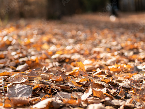 Autumn forest road in autumn leaves background