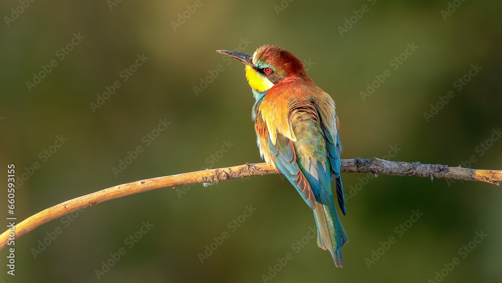 Naklejka premium bee eater perching on branch in nature