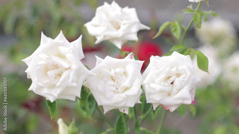 Closeup shot of white garden-roses blooming in the garden during daytime on a blur background Closeup shot of white garden-roses blooming in the garden during daytime on a blur background