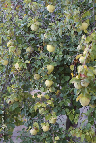 Árbol del membrillo