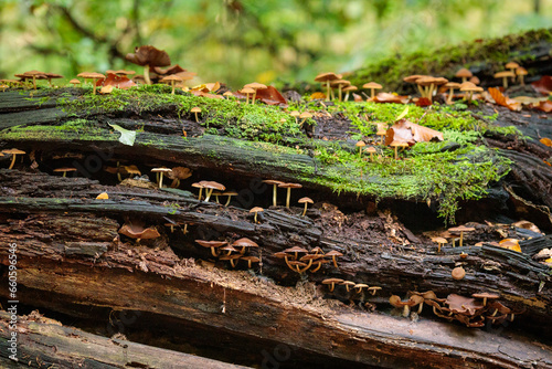 Mushrooms on a rotten tree © Jakub Wąsowicz