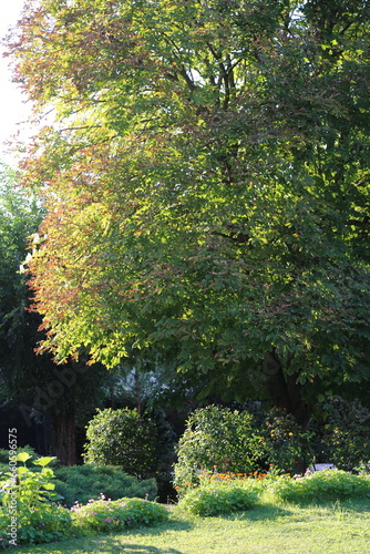 Vista de jardín con castaño