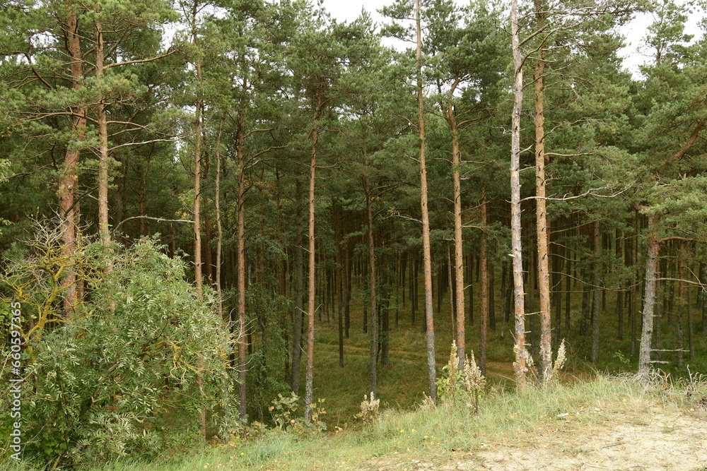 Obraz premium Nature is the material world of the universe, in fact — the main object of the study of natural sciences.