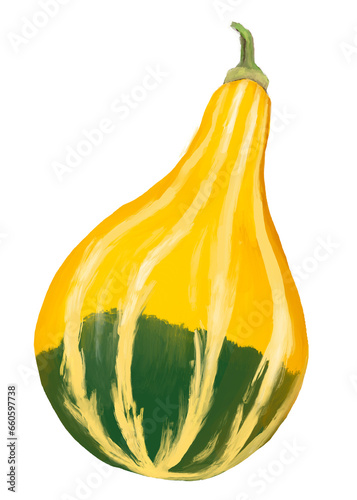 Pear Bicolor, Zierkürbis – Illustration