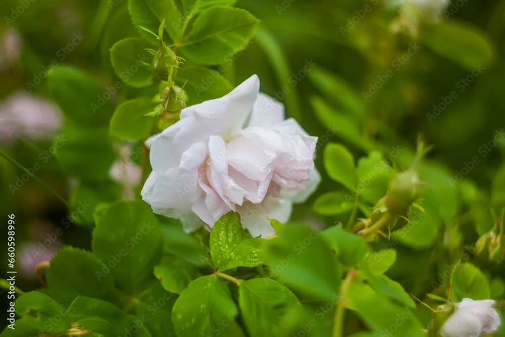 Summer nature details in countryside. Seasonal flowering of garden roses. Summer nature details in countryside. Seasonal flowering of garden roses.