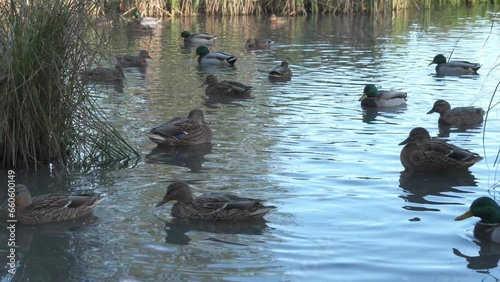 wild  mallard ducks ( anas platyrhynchos) swimming in the beautiful pond at autumn day. close up. wild life