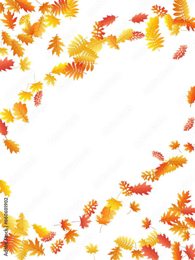 Oak, maple, wild ash rowan leaves vector, autumn foliage on white background. Oak, maple, wild ash rowan leaves vector, autumn foliage on white background.