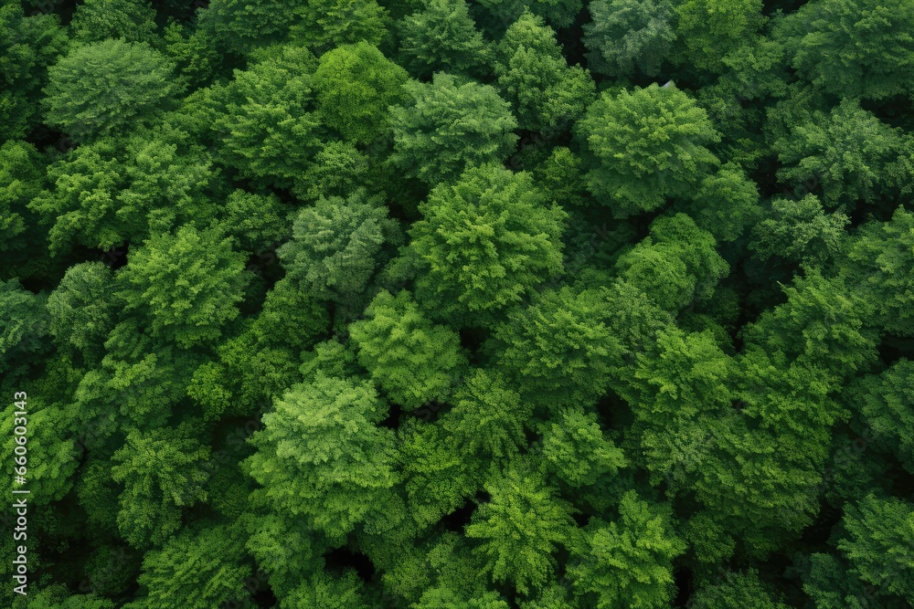 Beautiful Image Of Forest Seen From Above, Serving As Seamless Background Image Caption