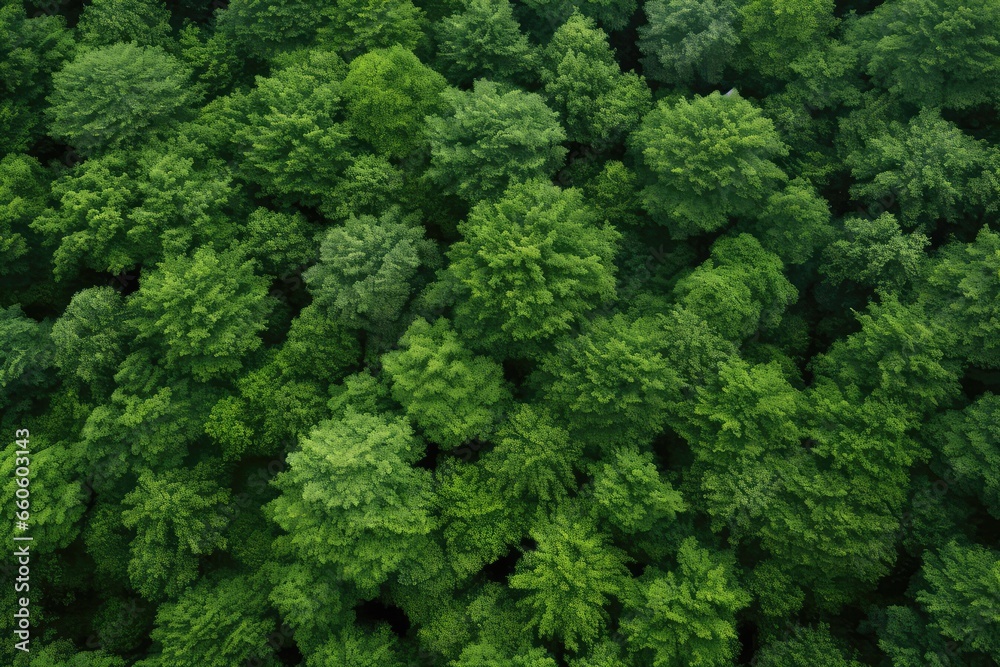 Beautiful Image Of Forest Seen From Above, Serving As Seamless Background Image Caption Beautiful Image Of Forest Seen From Above, Serving As Seamless Background Image Caption