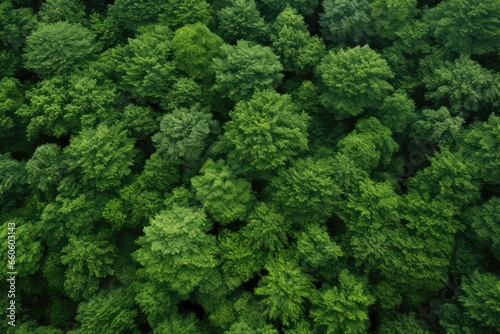 Beautiful Image Of Forest Seen From Above, Serving As Seamless Background Image Caption
