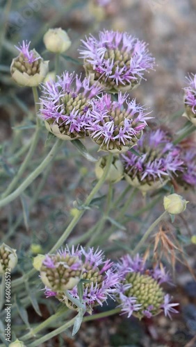 Sierra Narrow Leaved Wild Redolence, Monardella Linoides Subspecies Sierrae, a native perennial herb displaying terminal cymose head inflorescences during late Summer in the Eastern Sierra Nevada. photo