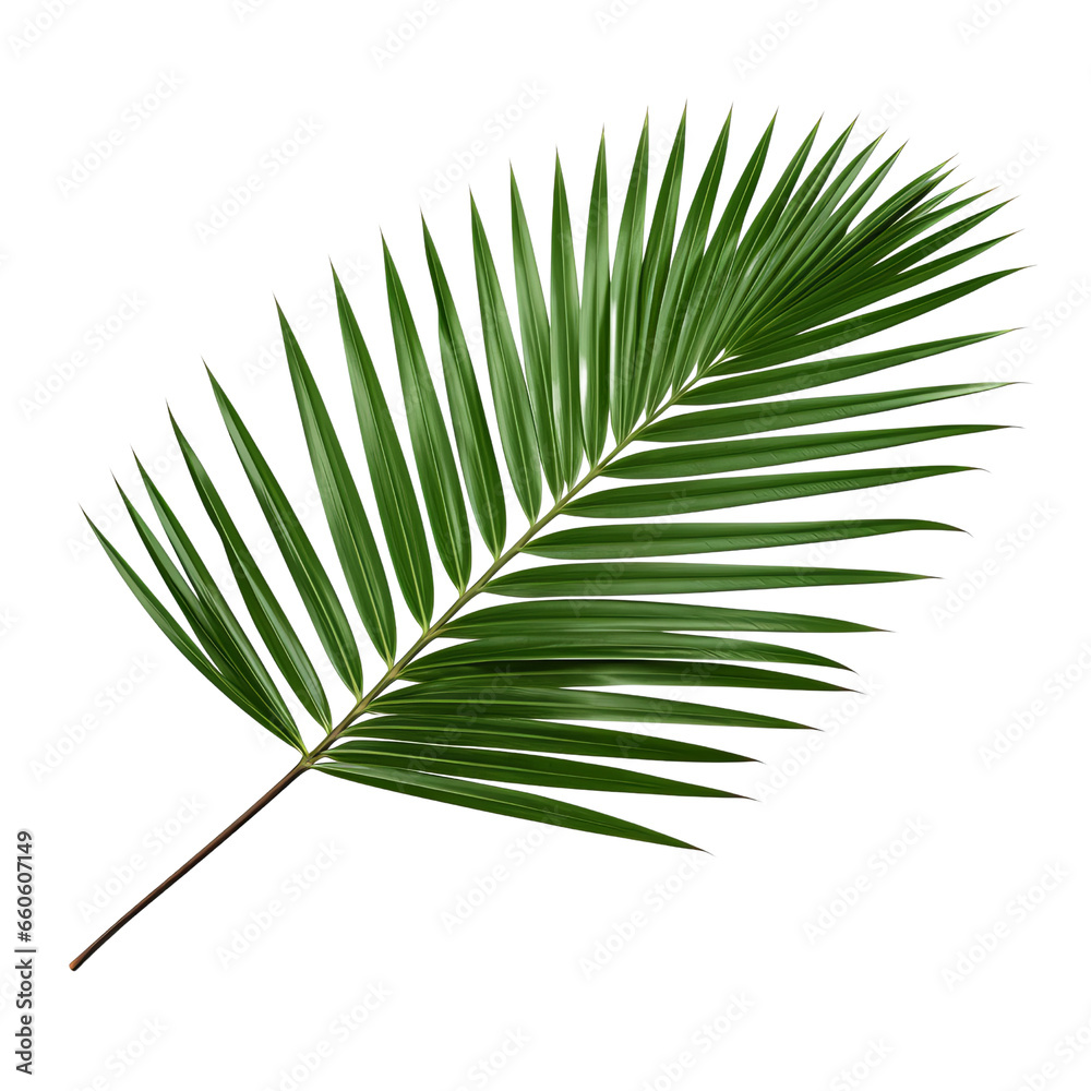 Fototapeta premium Tropical leaf isolated design element on transparent background PNG
