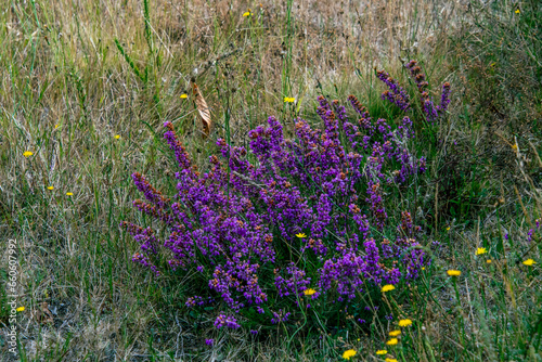 Monte da Picara  a  Ponteareas.