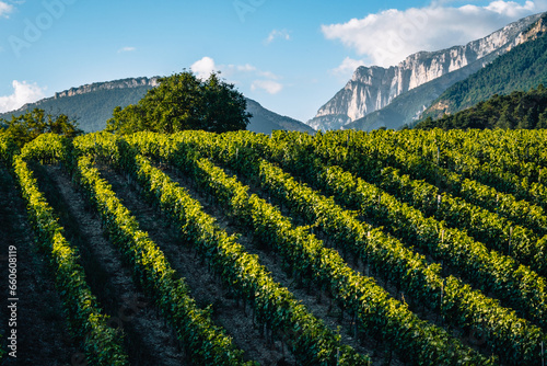 Vineyards at sunset with the Vercors mountain range in the background near Chatillon en Diois in the south of France (Drome) © Pernelle Voyage