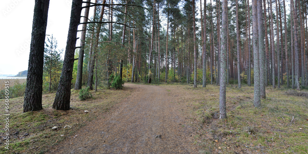 Obraz premium Walking through the forest, beautiful panorama.