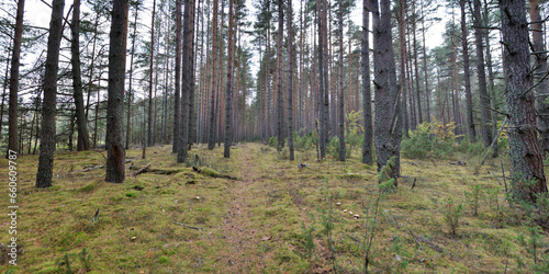 Walking through the forest  beautiful panorama.