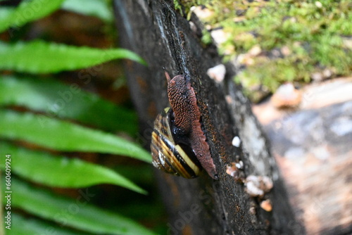 Snail in Redwoods National Forest, California.
