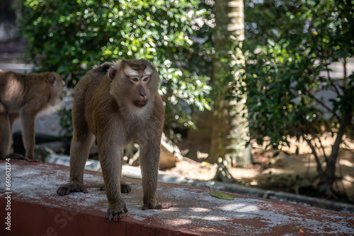 Beautiful monkeys on the road. Animal primates. Monkey mountain in thailand. Sunny day. Macaques on the street.   © Kooper