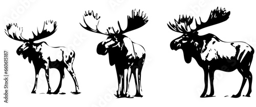 Vintage engraving of isolated moose set illustration ink sketch. Wild elk deer background vector art, isolated on white background.