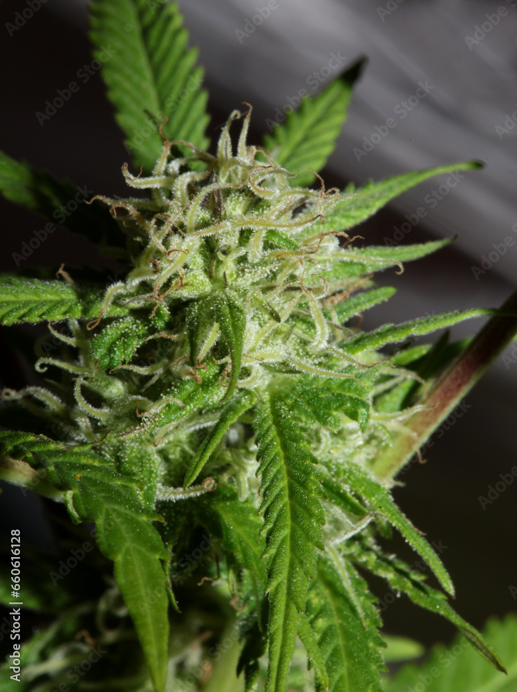 Cannabis flowering blue sunset outdoor garden close up medical grass macro background high quality botanical instant stock photography fifty megapixels printings Cannabis flowering blue sunset outdoor garden close up medical grass macro background high quality botanical instant stock photography fifty megapixels printings