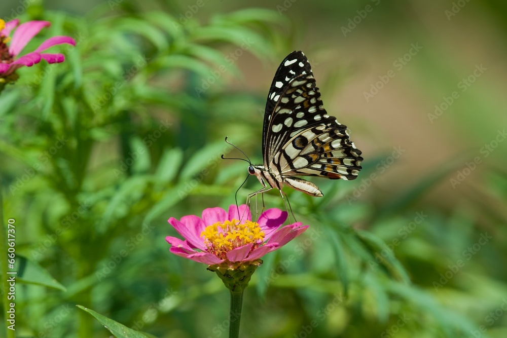 Common Lime butterfly, Papilio demoleus 