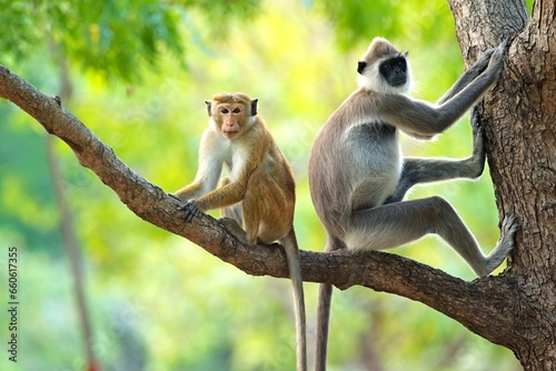 Photos Grey Langur Monkey with Makak Baldur