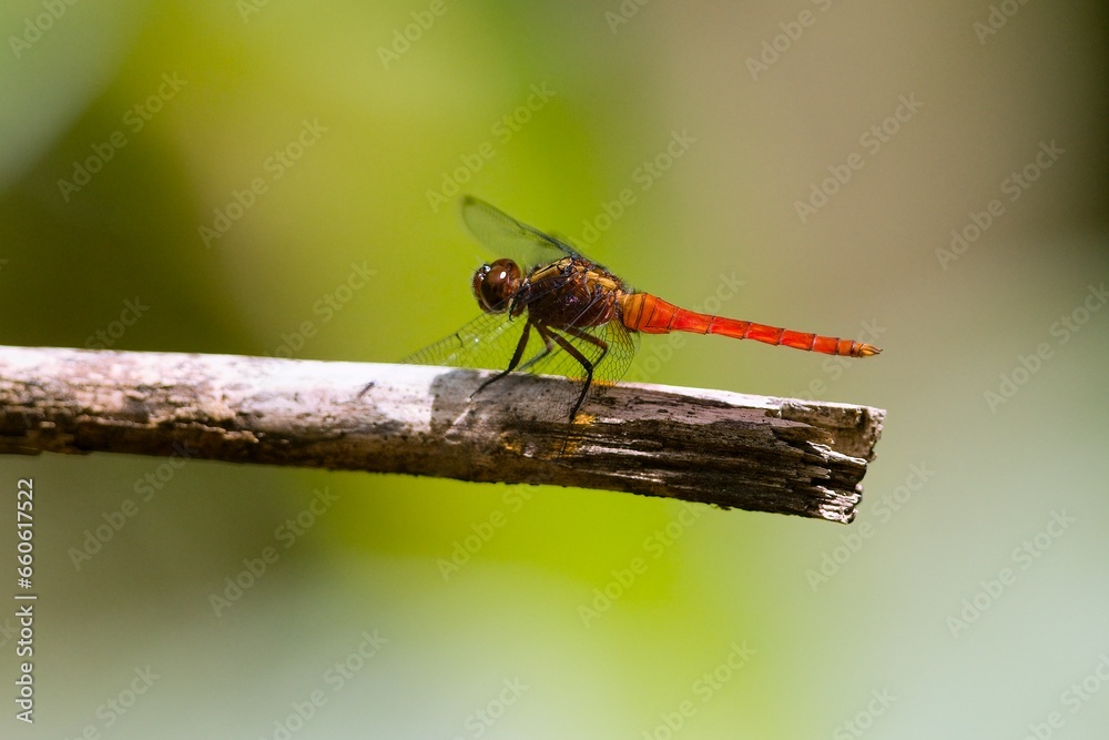 Captured from its back perched on a diagonal twigtwig, Red-faced Skimmer, Orthetrum chrysis,