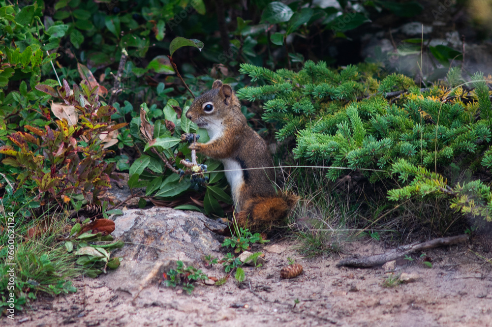 Fototapeta premium A red squirrel eats a plant.