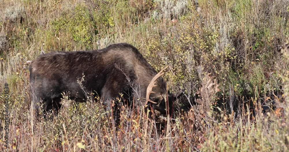 Bull Moose During the Rut in Wyoming in Autumn Bull Moose During the Rut in Wyoming in Autumn