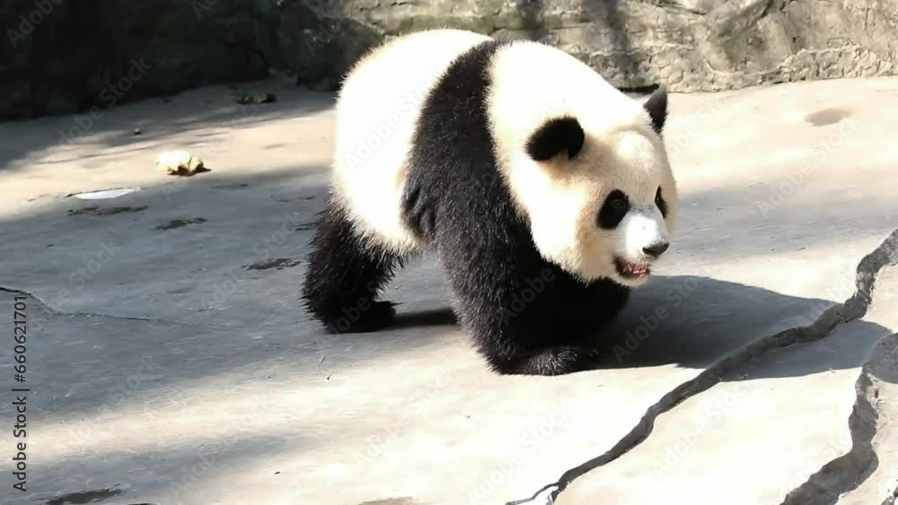 Little Fluffy panda walking in the yard Little Fluffy panda walking in the yard