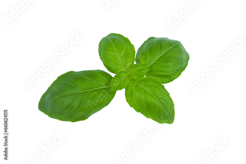 Fresh spice basil leaves natural close-up isolated on white with PNG background