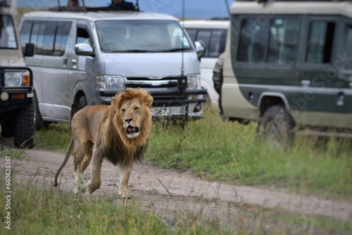 Photography Male Lion walking between safari tourist cars in massage mara high season