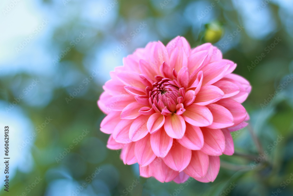 Fresh pink Dahlia flower head on light green blue defocused background. Dahlia petals closeup. Pink Dahlia blooming. Big autumn flowers. Floral background. Valentines day. Mothers day. Copy space Fresh pink Dahlia flower head on light green blue defocused background. Dahlia petals closeup. Pink Dahlia blooming. Big autumn flowers. Floral background. Valentines day. Mothers day. Copy space