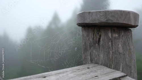spider web on a wooden fence in the forest