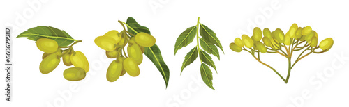 Neem Plant with Leafy Branches and Fruits Vector Set