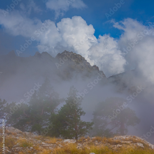 mountain valley with fir forest in dense mist and clouds