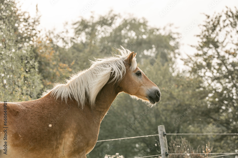 Obraz premium Haflinger horse portrait with beautiful light