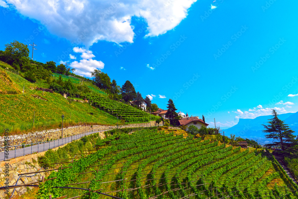 Weinberg in Dorf Tirol bei Meran, Italien