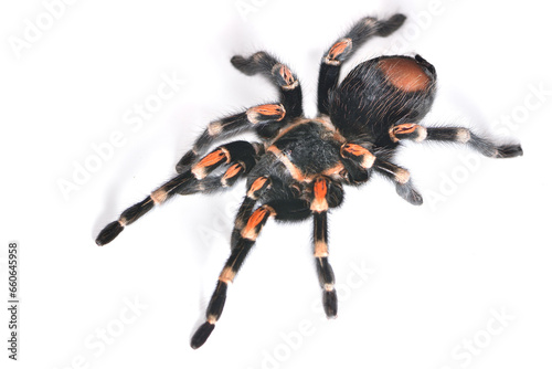 Closeup of an adult female of the Mexican Flame Knee Brachypelma auratum (Araneae: Theraphosidae), a red leg tarantula spider from Mexico and common pet species photographed on white background.