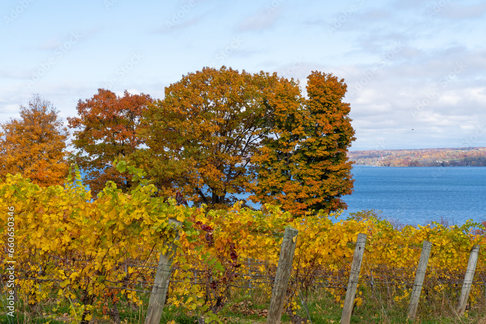 Naklejka premium Finger Lakes Vineyard with beautiful Autumn Colors on Cayuga Lake near Ithaca, New York