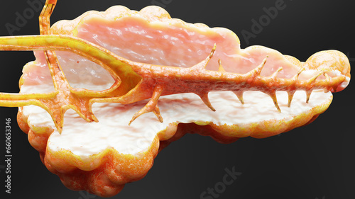 Human Pancreas Anatomy, 3D reander	
 photo