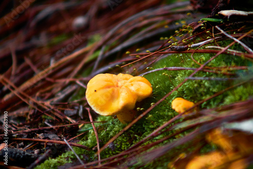 chanterelle yellow mushroom with shape of flower in gorund of forest, mexiquillo durango 