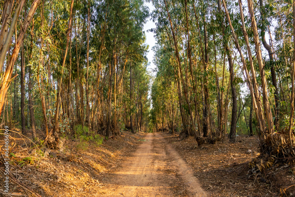 Sunset Among the Trees: Path in the Forest. Sunset Among the Trees: Path in the Forest.