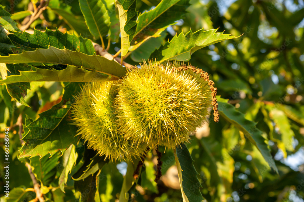 Autumn Fruits: Chestnuts Ready to Harvest. Autumn Fruits: Chestnuts Ready to Harvest.