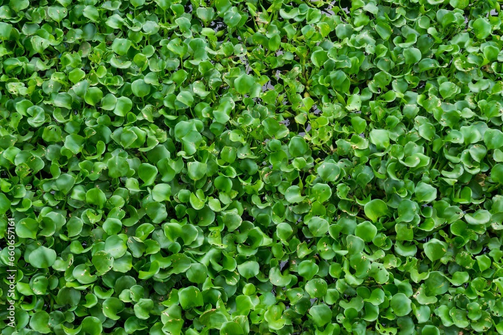 Water hyacinth is a hydrophyte plant that floats freely in freshwater ecosystems. Water hyacinth is a hydrophyte plant that floats freely in freshwater ecosystems.