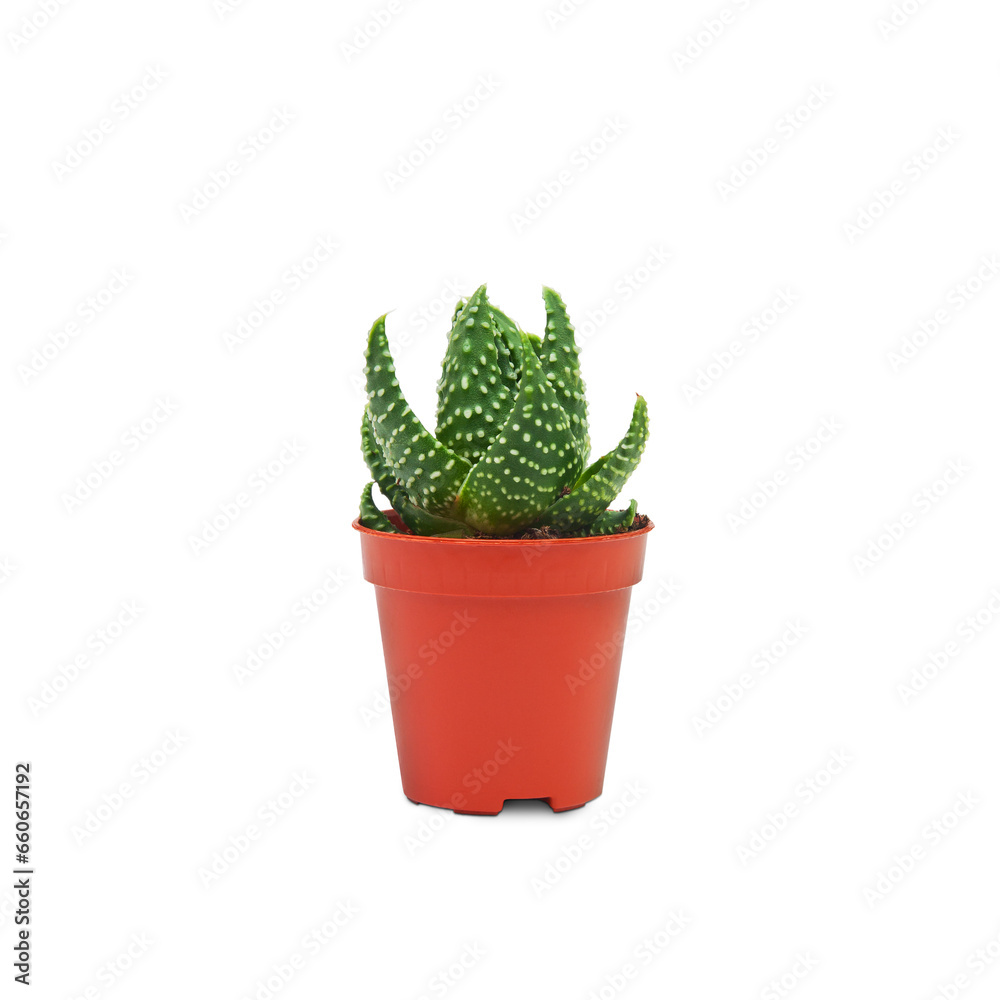 One pot of aloe havortia on a transparent background. PNG. Side view. One pot of aloe havortia on a transparent background. PNG. Side view.