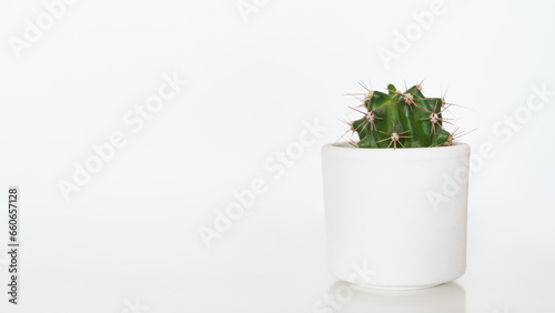 mały kaktus w biełej doniczce na jasnym tle